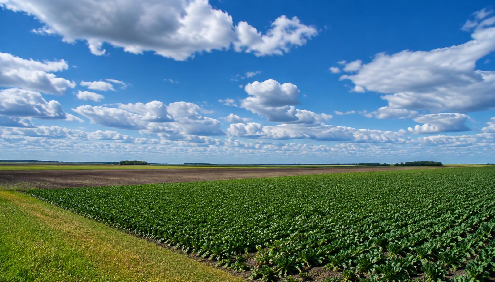 Sugar beet fields in the Red River Valley